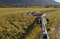 Harvesting triticale for silage