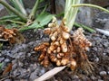 Harvesting tumeric in the caribbean