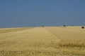 Harvesting under the beautiful blue sky