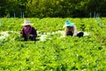 Harvesting vegetable in field