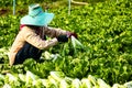 Harvesting vegetable in field