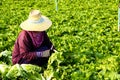 Harvesting vegetable in field