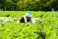 Harvesting vegetable