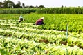 Harvesting vegetable