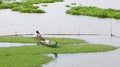 Harvesting vegetables