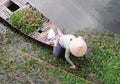 Harvesting vegetables