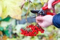 Harvesting viburnum. The hands of the gardener cut the clusters of viburnum with a metal pruner on an autumn blurred background