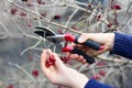 Harvesting Viburnum trilobum, Viburnum edule, highbush cranberry sweet red berries in spring after winter frosts. Pruning Viburnum