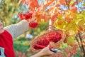 Woman with secateurs cutting branches of ripe red viburnum