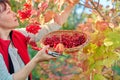 Woman with secateurs cutting branches of ripe red viburnum