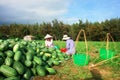 Harvesting watermelon