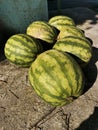 Harvesting watermelons.