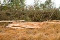 Harvesting in wattle plantation