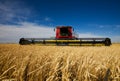 Harvesting wheat