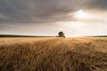 Harvesting of wheat field with combine Royalty Free Stock Photo