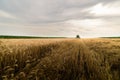 Harvesting of wheat field with combine Royalty Free Stock Photo