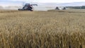 Harvesting wheat in the field. Special equipment in action. agricultural machinery in the field. Heavy equipment, sunset