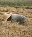 Harvesting wheat by hand