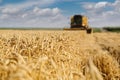 Harvesting wheat Royalty Free Stock Photo