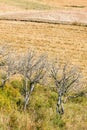 After harvesting wheat straw