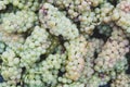 Harvesting white wine grapes