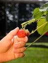 Harvesting your own sweet strawberries