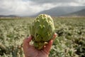 Harvestiog of green artichoke heads on farm fields with rows of artichokes plants. View on agricultural valley Zafarraya with