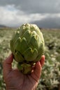 Harvestiog of green artichoke heads on farm fields with rows of artichokes plants. View on agricultural valley Zafarraya with