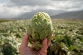 Harvestiog of green artichoke heads on farm fields with rows of artichokes plants. View on agricultural valley Zafarraya with