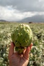 Harvestiog of green artichoke heads on farm fields with rows of artichokes plants. View on agricultural valley Zafarraya with