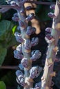 Harvestiog of purple brussels sprouts cabbage growing on farm field