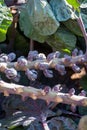 Harvestiog of purple brussels sprouts cabbage growing on farm field