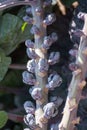 Harvestiog of purple brussels sprouts cabbage growing on farm field