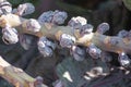 Harvestiog of purple brussels sprouts cabbage growing on farm field