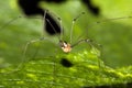 Harvestman