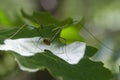 Harvestman Royalty Free Stock Photo