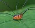 Harvestman arachnid - daddy longlegs spider - closeup portrait of eyes, body, and mouth parts - taken at Theodore Wirth Park in Mi Royalty Free Stock Photo