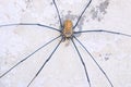 harvestman