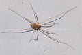 harvestman