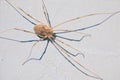 Harvestman