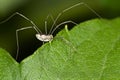 Harvestman on cup plant Royalty Free Stock Photo