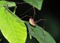 Harvestman - Daddy Longlegs Royalty Free Stock Photo