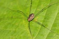 Harvestman - Daddy Longlegs Royalty Free Stock Photo