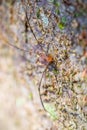 Harvestman