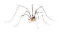 Harvestman isolted on white background Royalty Free Stock Photo