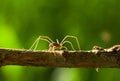 Harvestman (Opilio sp.) Royalty Free Stock Photo