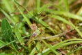 Harvestman Royalty Free Stock Photo