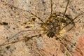 Harvestman Phalangium opilio on a rock. Royalty Free Stock Photo