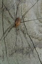 Harvestman Phalangium opilio. Royalty Free Stock Photo