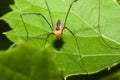 Harvestman spider